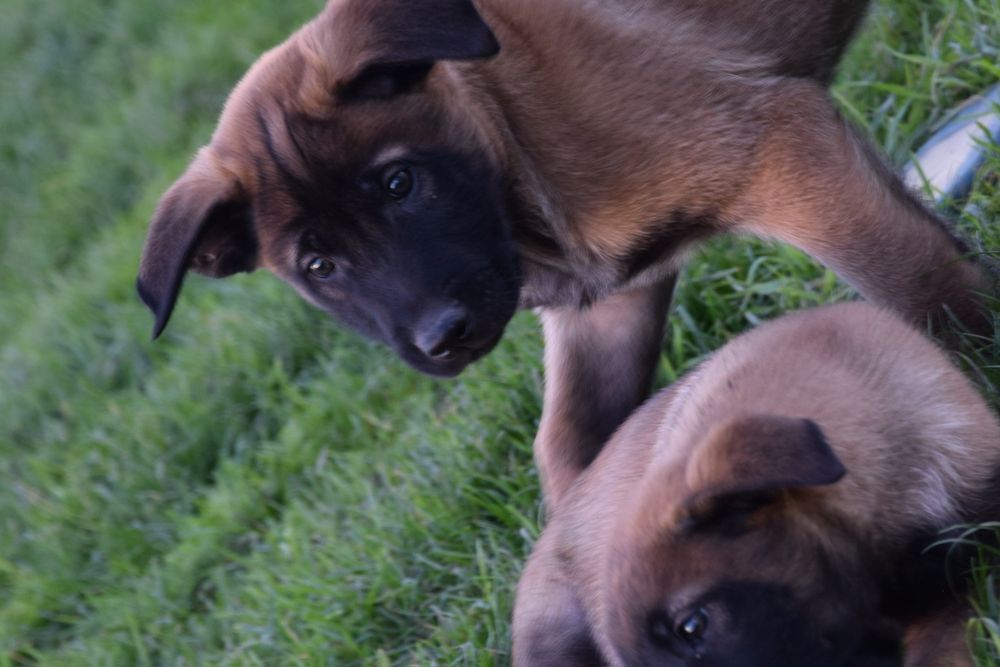 OWCZAREK Belgijski Malinois FCI