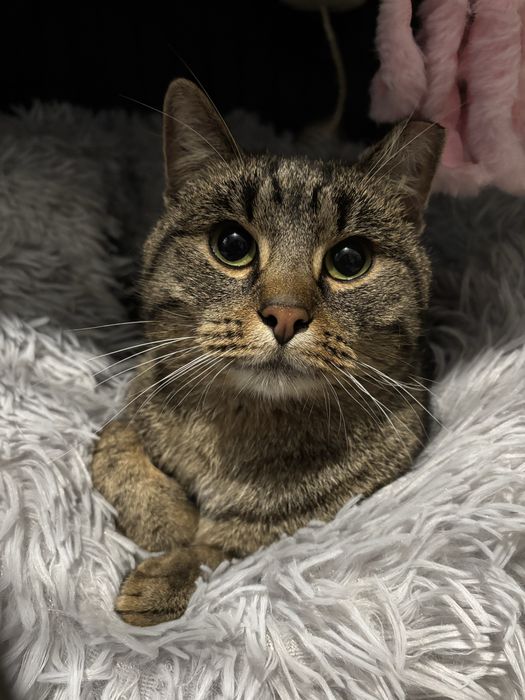 Piekny kochany bury roczny kocurek