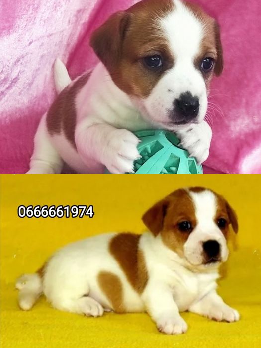 Джек Рассел тер'єр з документами клубу КСУ