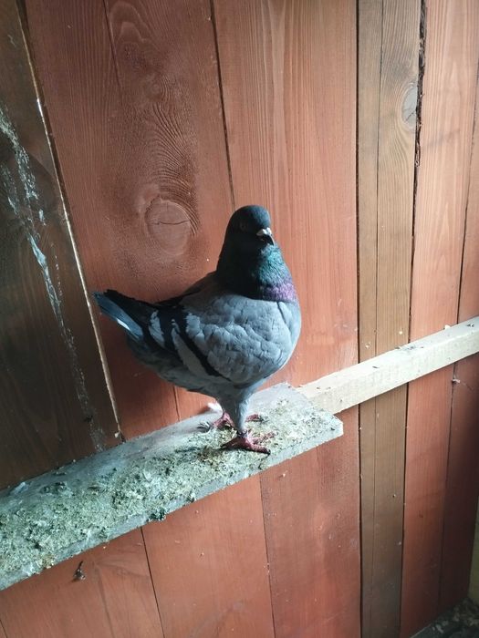 Para kingow sprzedaż