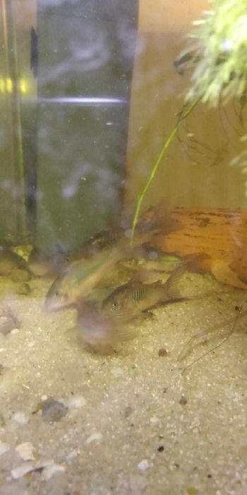 Corydoras bronze