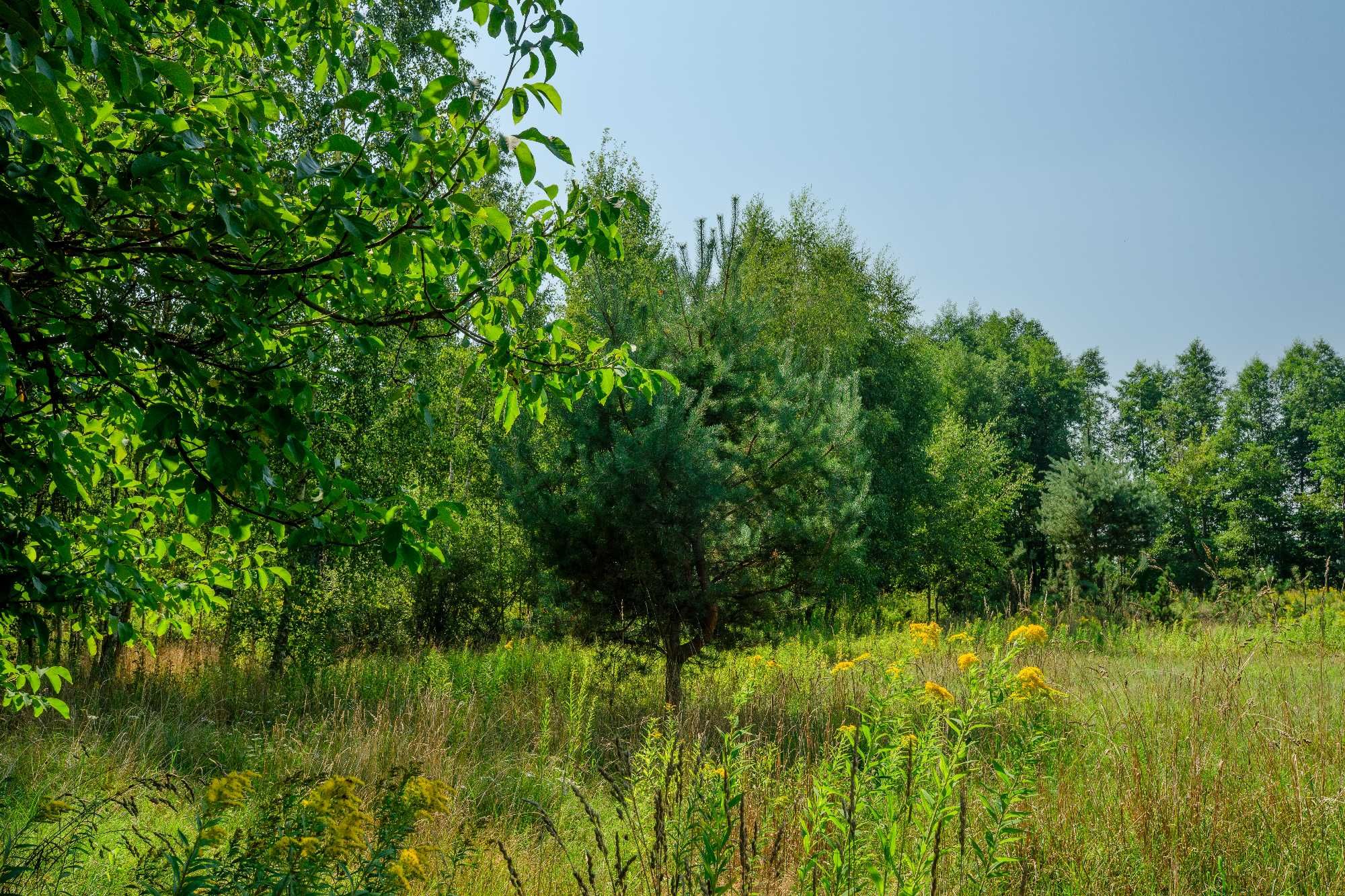 Działka nad jeziorem Orłowskim m. Teodorowo gm. Wielgie 4223 mkw