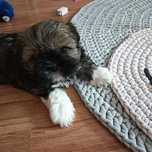 Shih Tzu suczka pięknie umaszczona