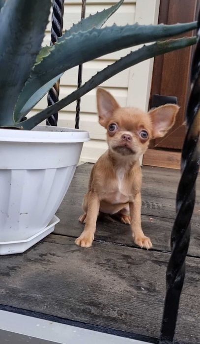 Солоденька цукерочка