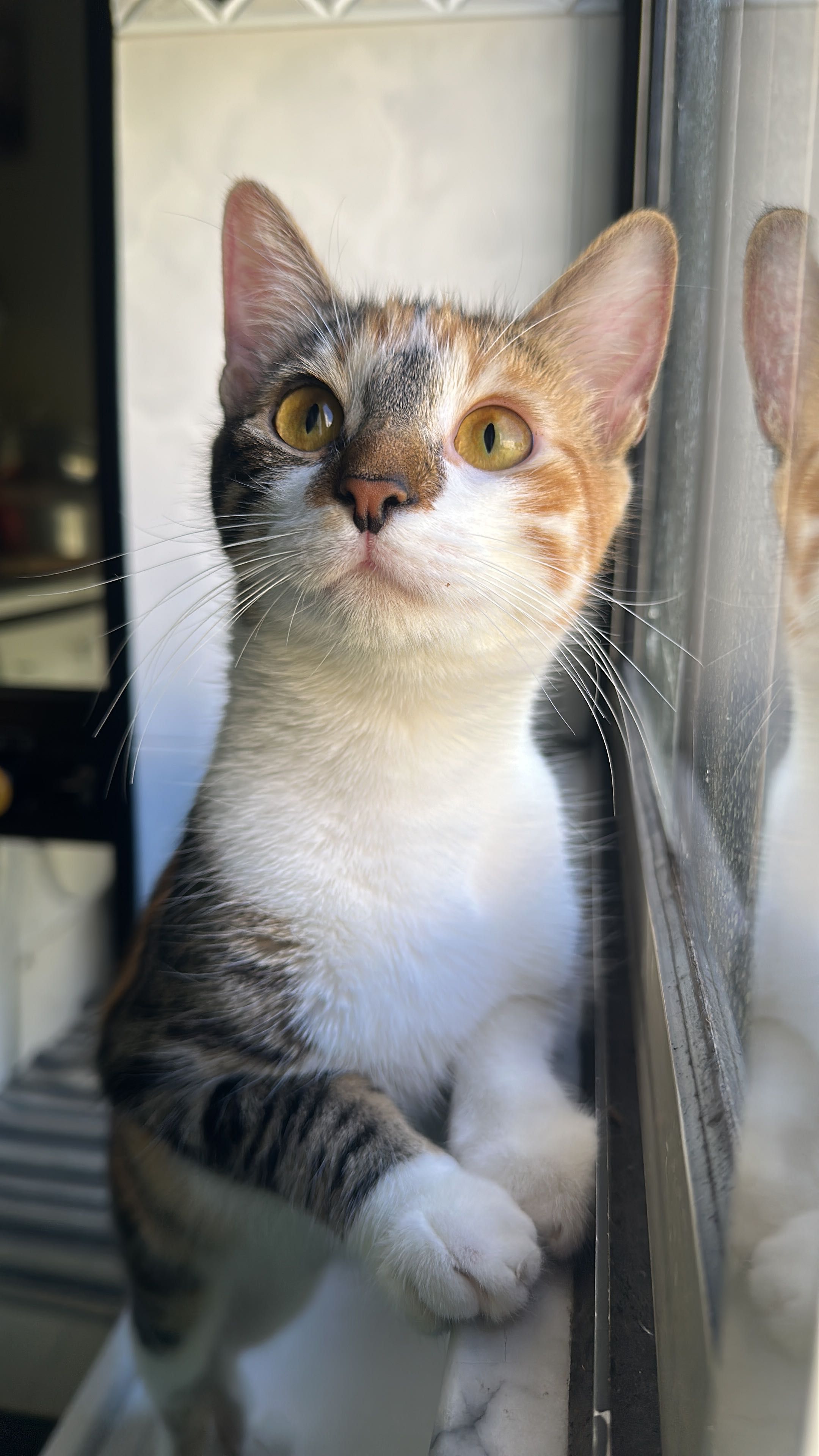 Adoção de uma gata