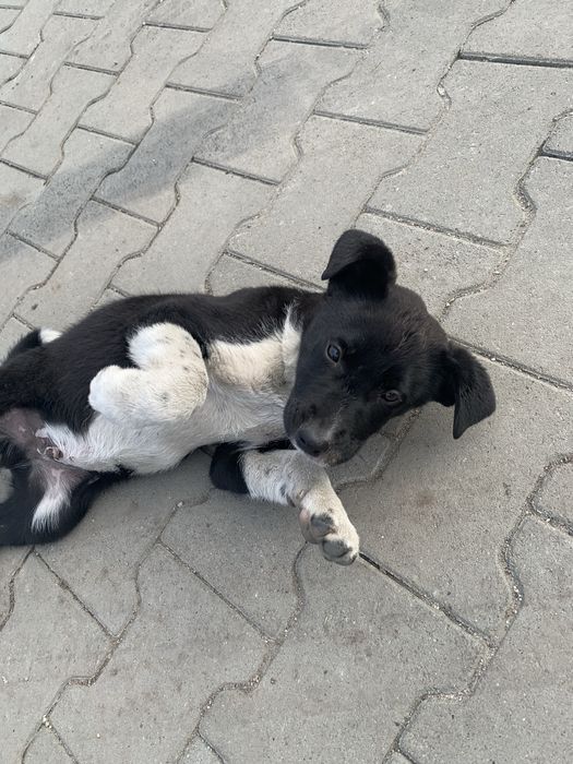 Віддам цуценя собаку