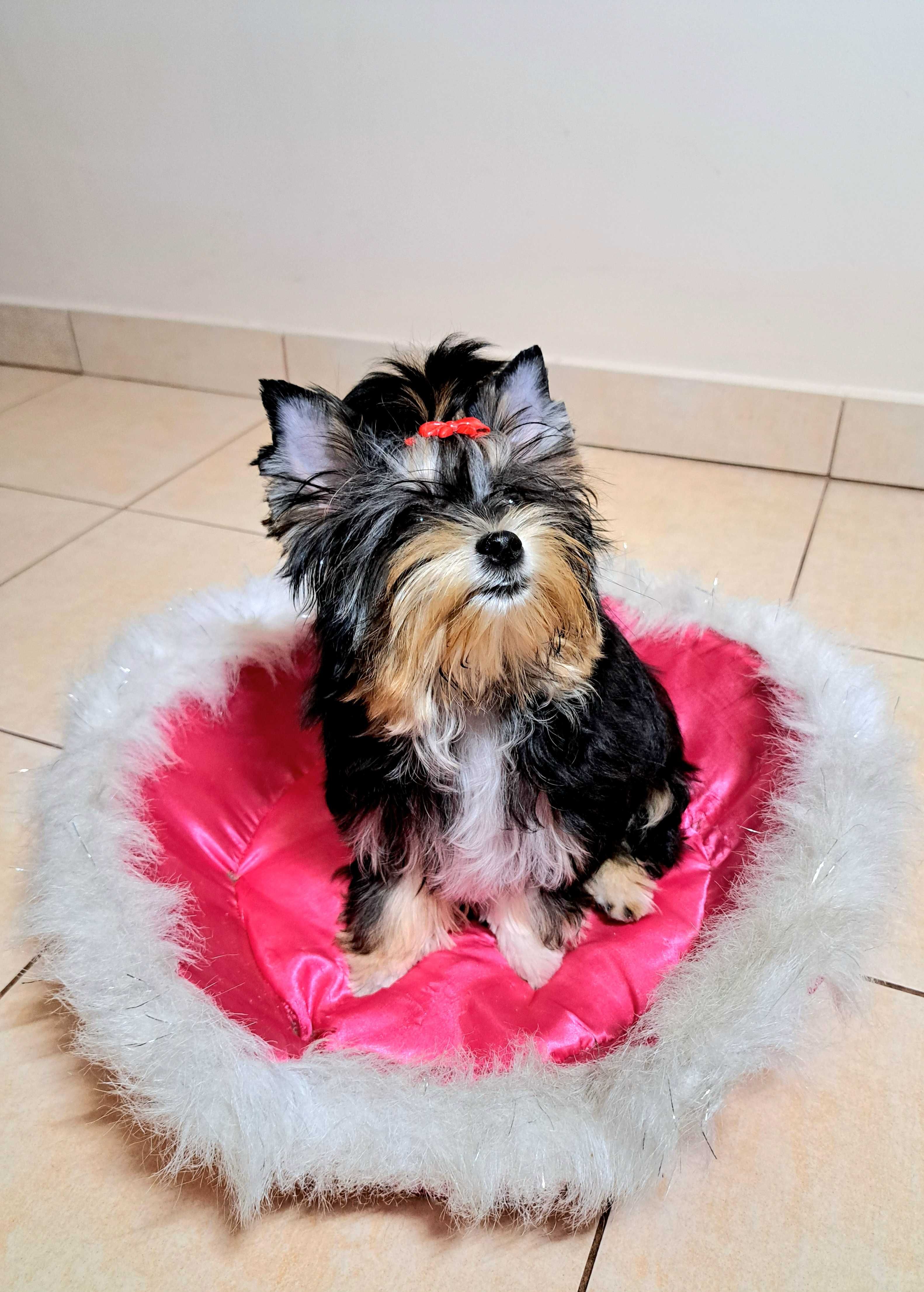 Przeuroczej urody suczka York Yorkshire Terrier Biewer