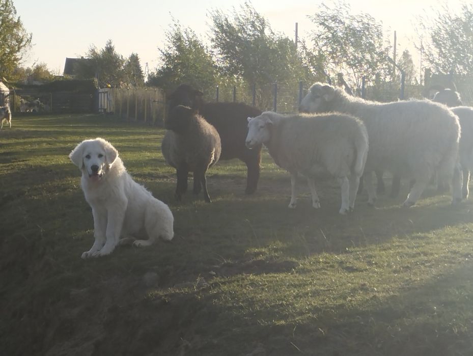 Owczarek podhalański suczka