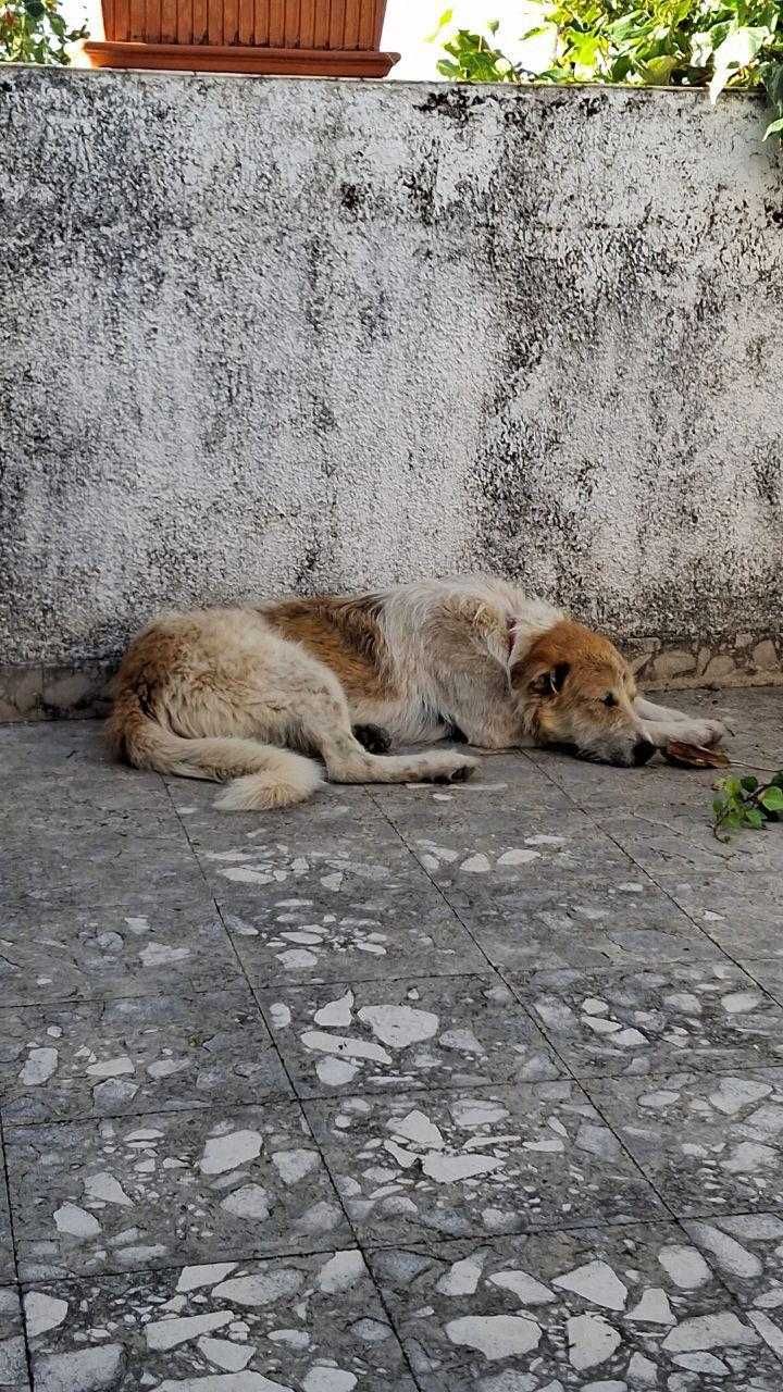 Cão Para Adoção Responsável