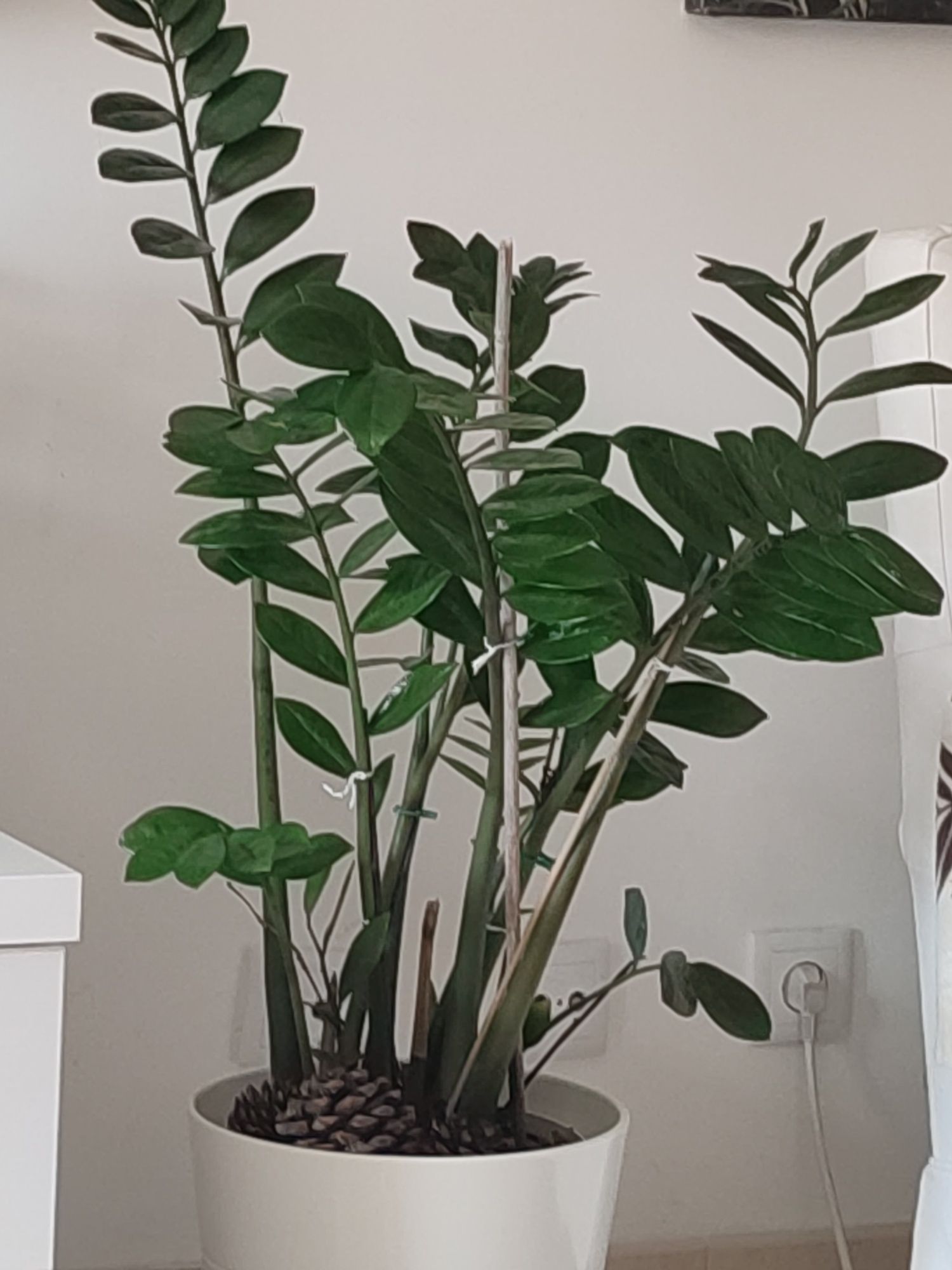 Vendo planta saudável