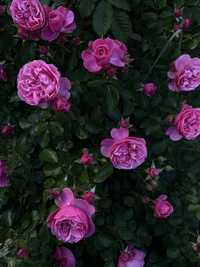 Розы разные красивые