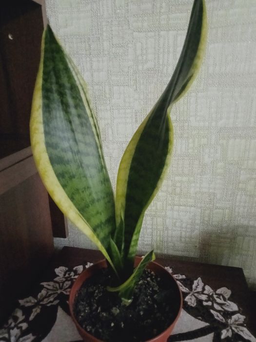 Сансевьерия неприхотливое растение