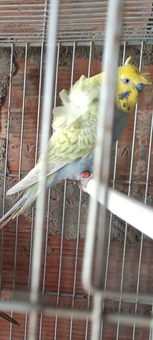 Piriquitos Hagoromos