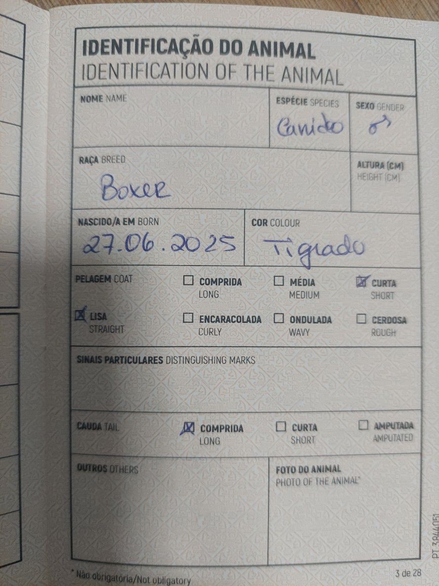 Lindo macho tigrado