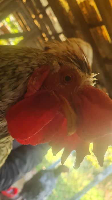 Galo Cream Legbar puro