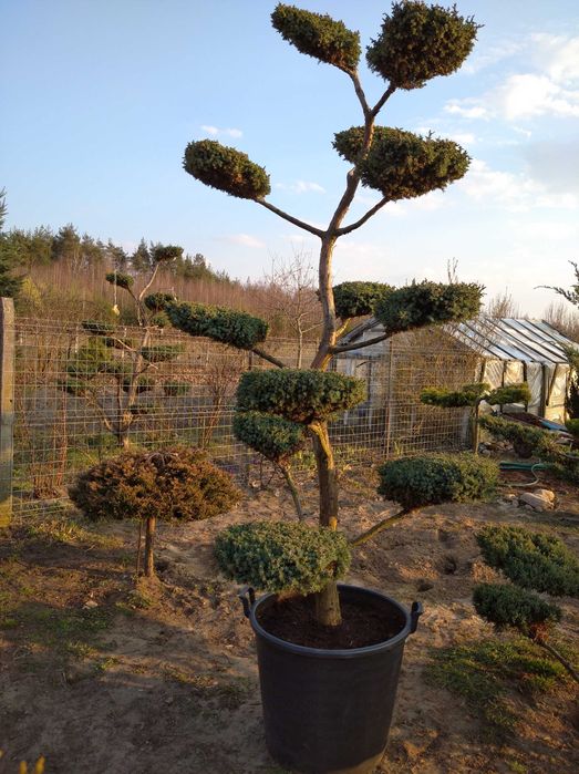 Bonsai Niwaki Jałowiec Formowany
