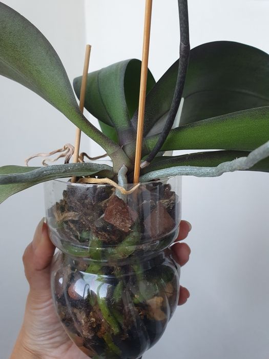 Сотовая цветущая орхидея