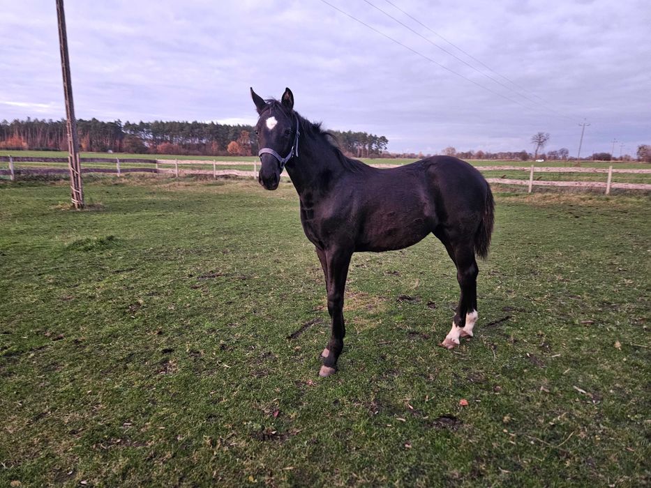 Ogier Wielkopolski (7miesięcy)