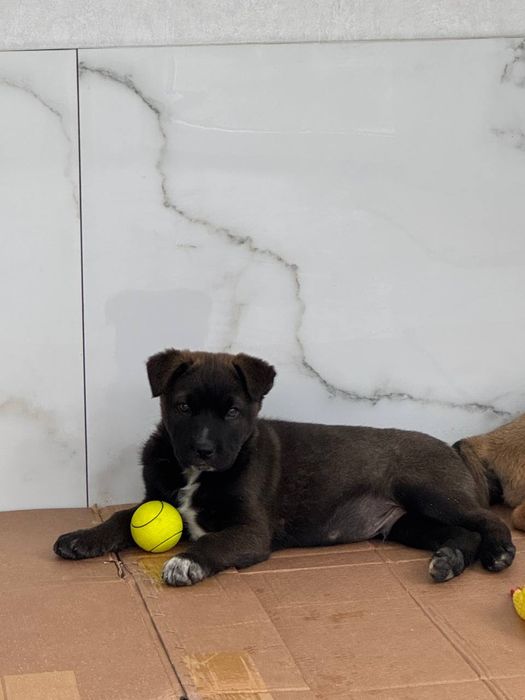 Собачки в пошуках родини