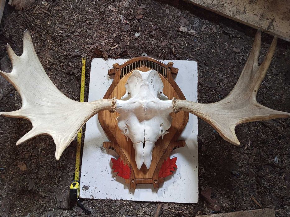 Poroże łosia na ozdobnej desce rzeźbionej