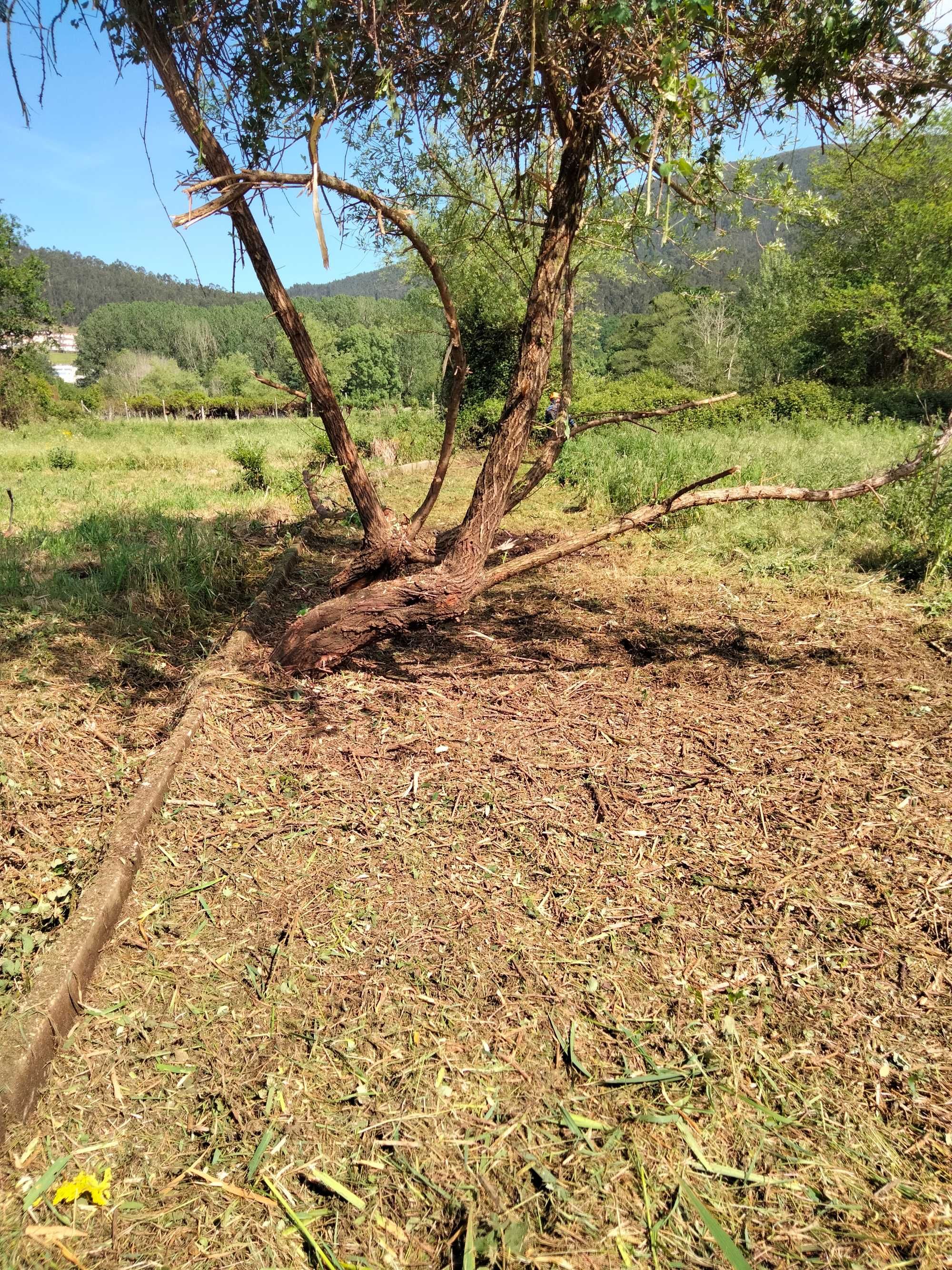 Limpezas de terrenos