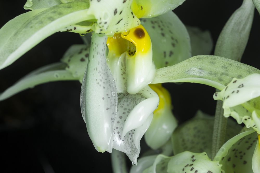 Orquídea melrinho de cera
