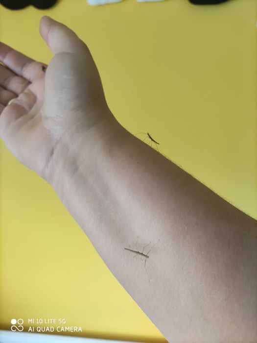 Młode Patyczaki czekają na ciebie