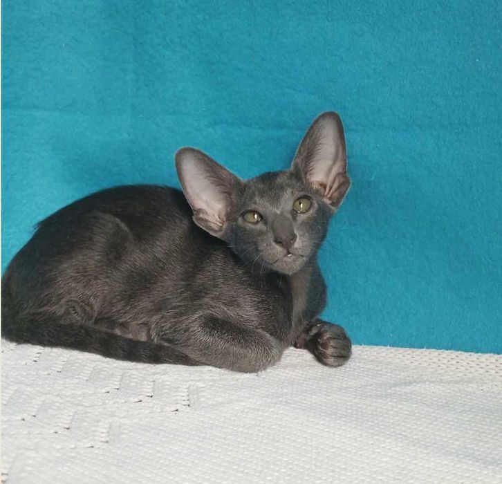 ориентальные котята с документами оріентальне кошеня орієнтальна кішка