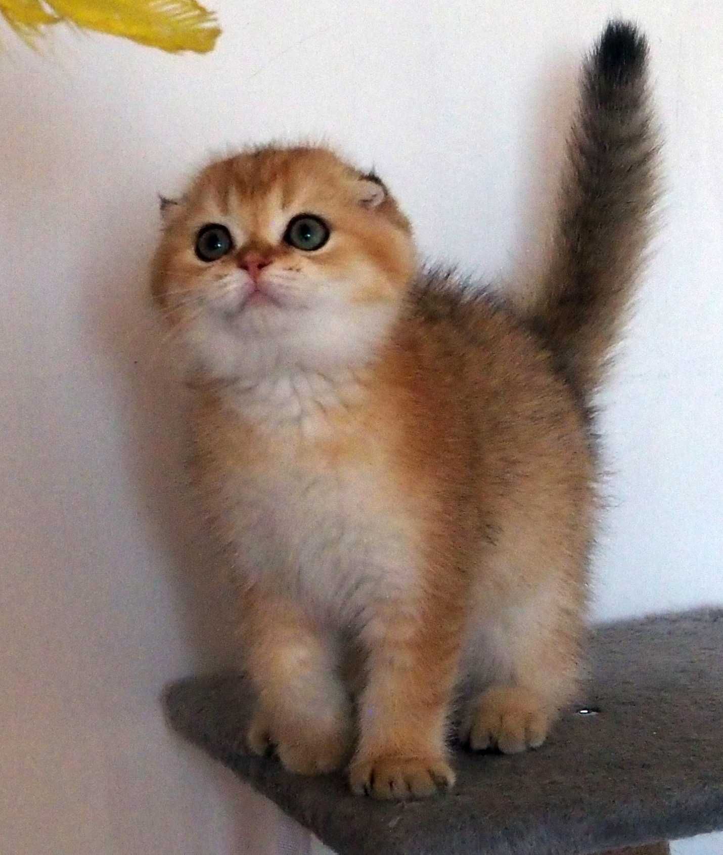 Kot Szkocki Zwisłouchy PZF WCF , Scottish Fold