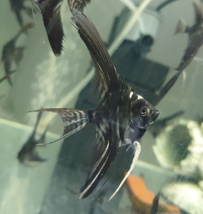 Скалярія (Скалярия)