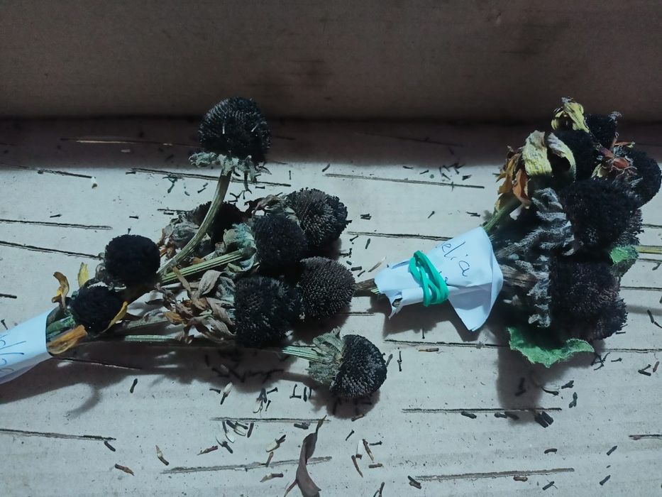 Nasiona kwiatów wieloletnich i jednorocznych Jeżówka rudbekia aster,