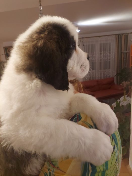 Bernardyn  długowłosy piesek