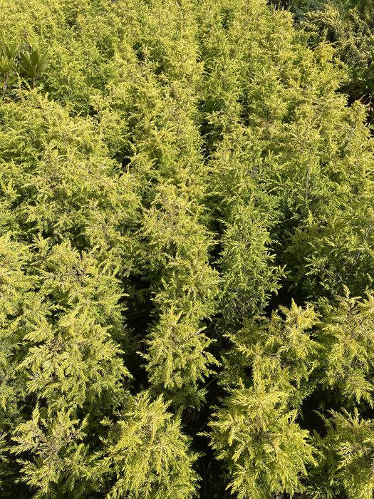 Jalowiec kolumnowy Gold Cone 40 -50 cm