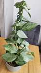Hoya polyneura broget.