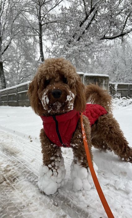 Хлопчик кокапу шукає дівчинку.