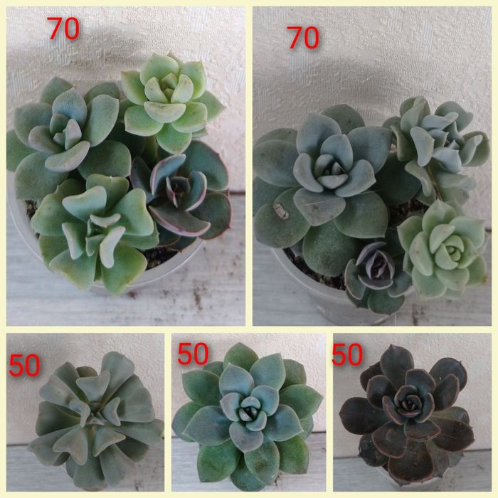 Сукуленти ехеверії, хрестовники,еоніуми, красули, делосперма,оскулярія