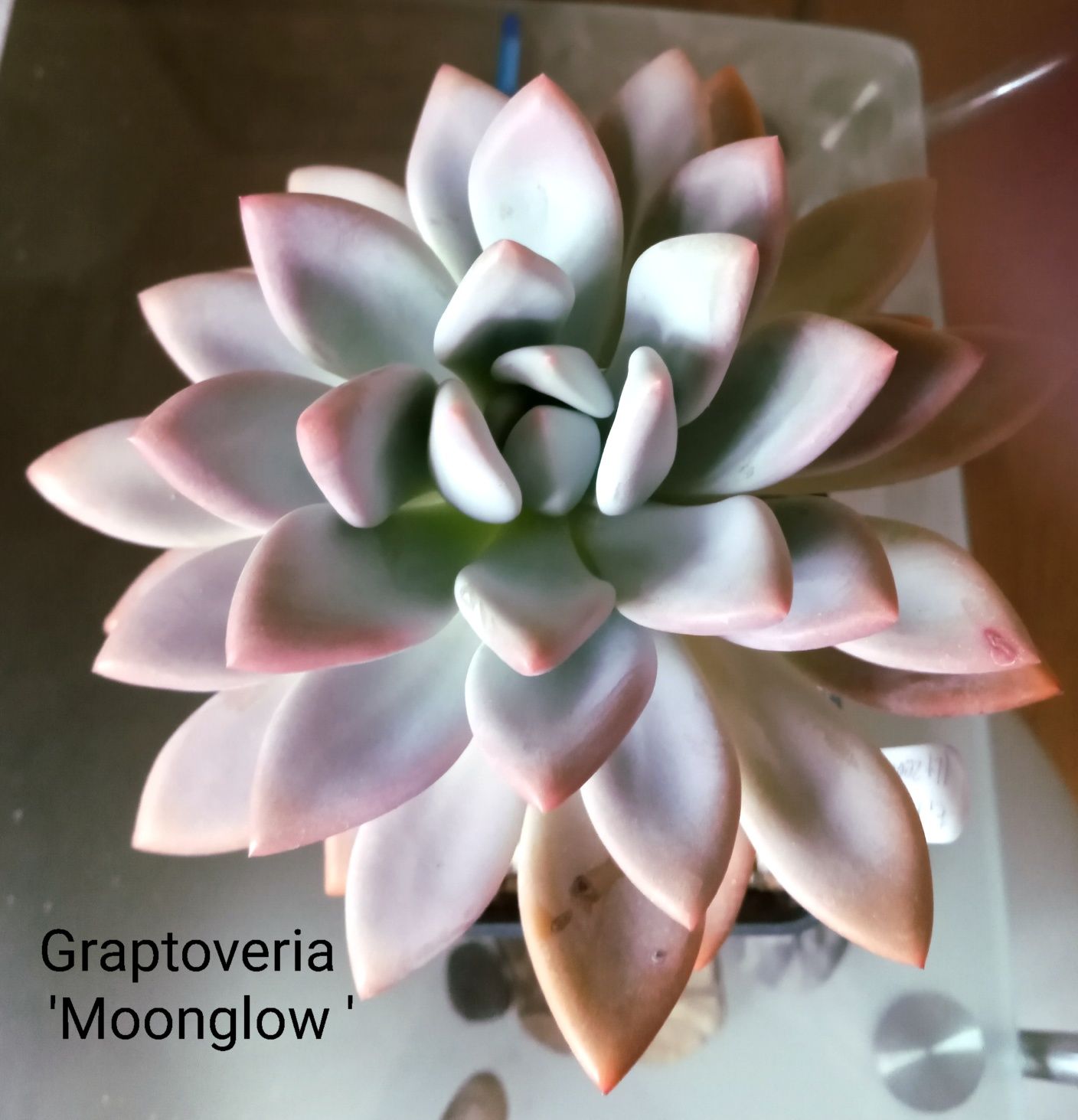 Эхеверия. (Echeveria)