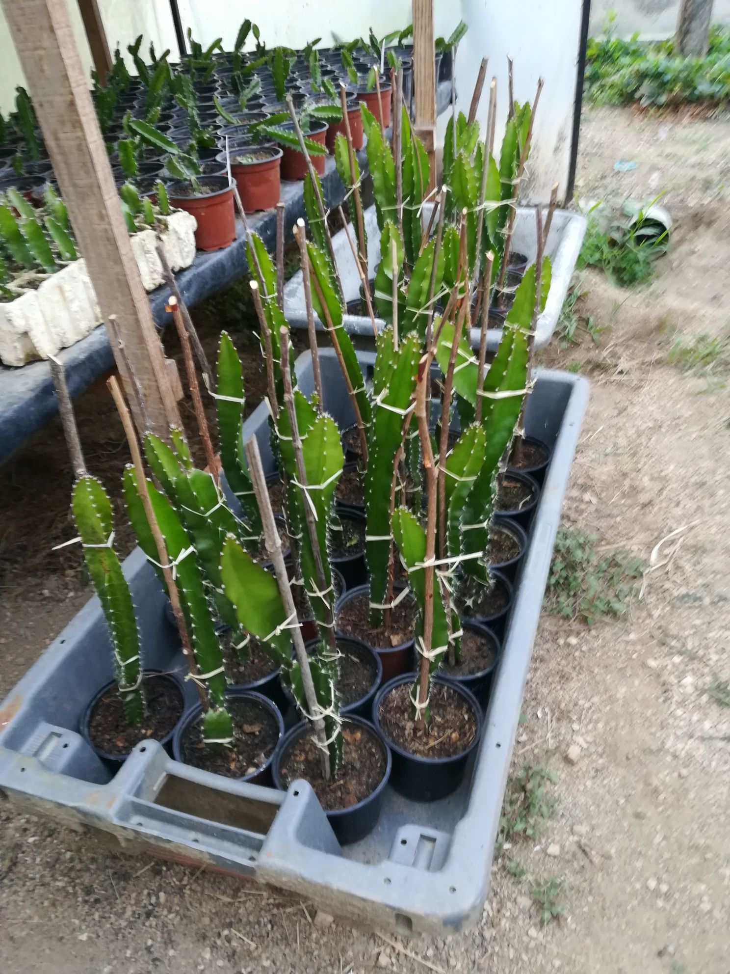 Promoção, Pitayas plantas enraizadas