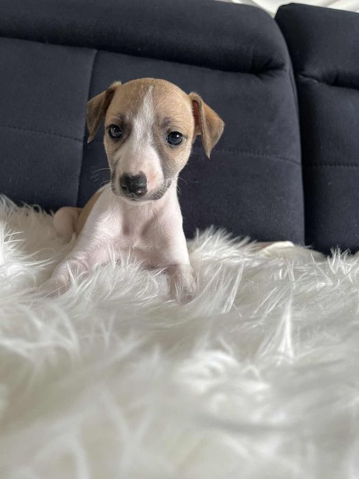 Chart Angielski Whippet FCI Suczka płowo-biała