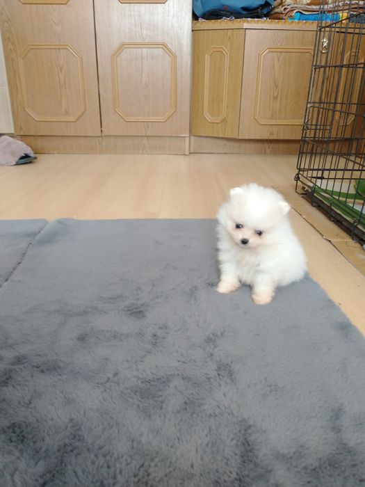 Szpic miniaturowy pomeranian chłopak xxs