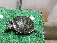 Черепаха маленька 3-4 см