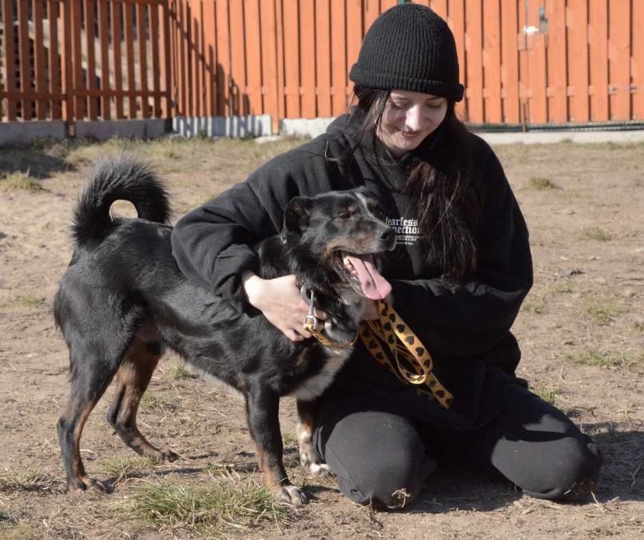 Krzyś – najlepszy przyjaciel na cztery łapy szuka domu