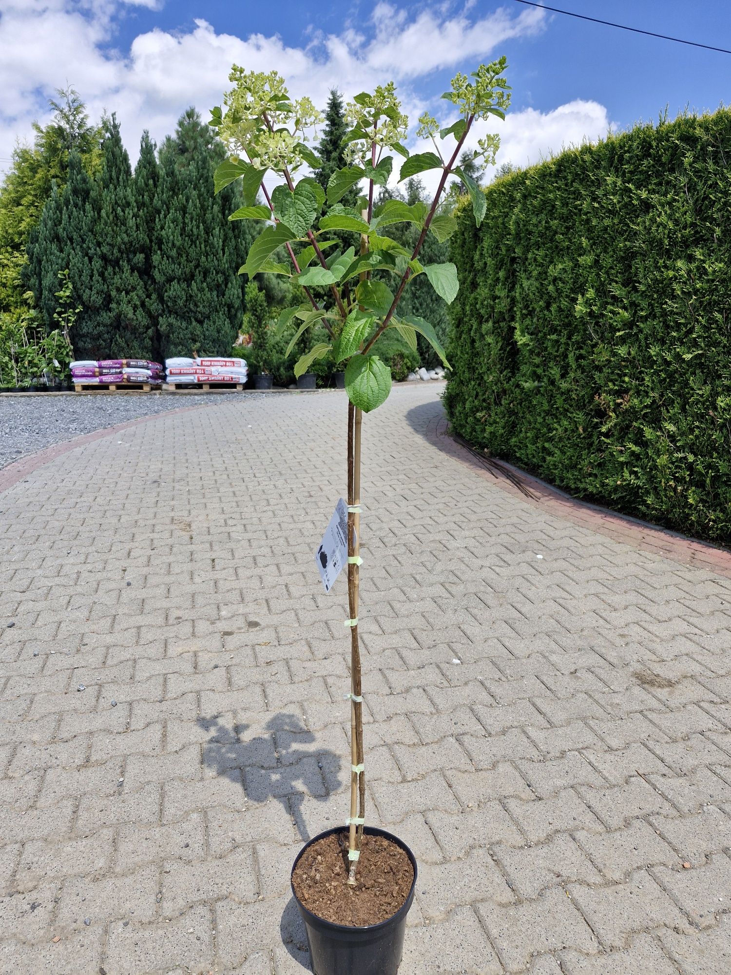 Hortensje bukietowe na pniu