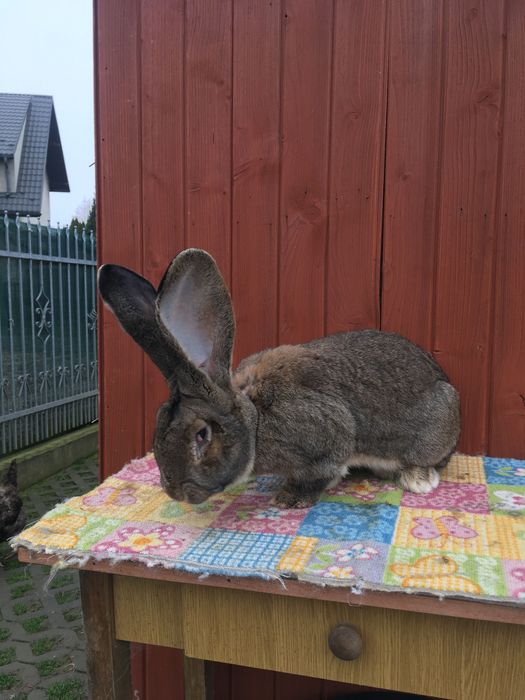 Olbrzym Belgijski BOS
