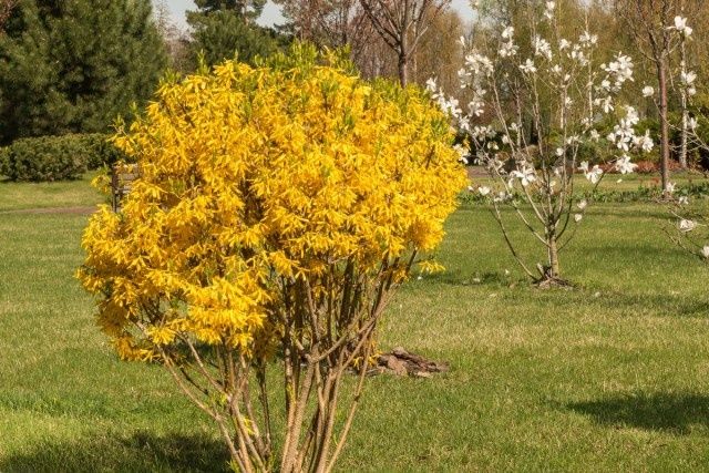 Садівник.  Стрижка декоративних кущів і хвойних