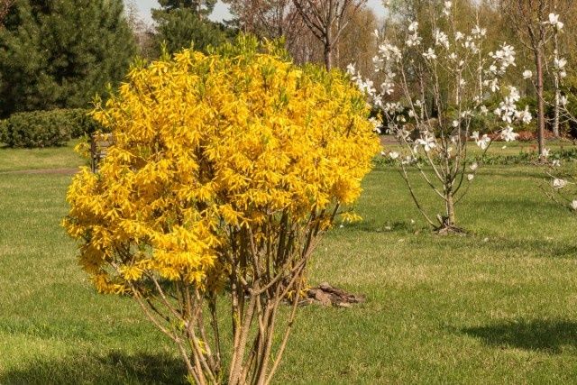 Послуги садівника. Стрижка декоративних кущів і хвойних