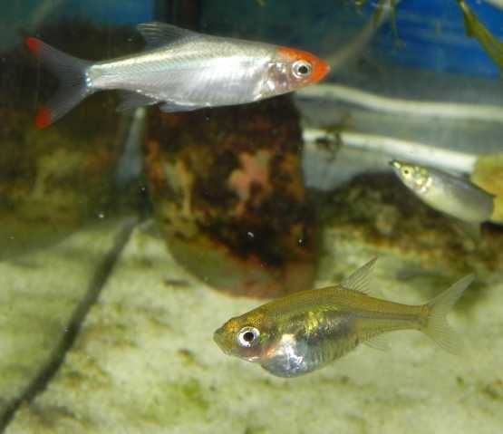 Razbora naga Sawbwa resplendens WYSYŁKA AKWAWIN