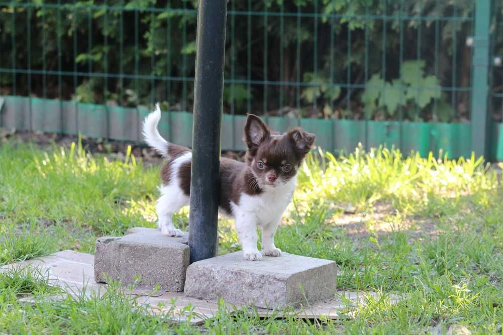 Chihuahua - Cudna czekoladowa suczka  - ZKwP/FCI