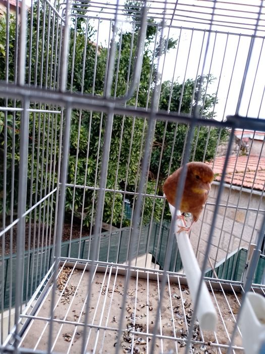 Canário Phaeo Amarelo Mosaico