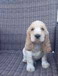 Piesek  Cocker spaniel angielski